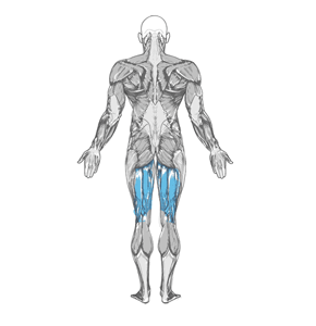 Основная группа мышц упражнения Растяжка мышц голени и задней поверхности бедра в положении стоя