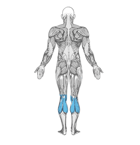 Основная группа мышц упражнения Подъем на носки с гантелями стоя