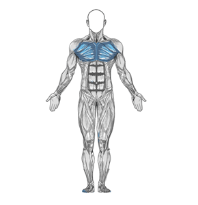 Основная группа мышц упражнения Отжимания на брусьях – вариант для проработки грудных мышц