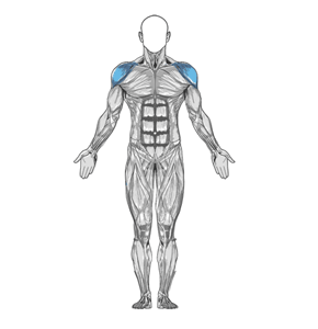 Основная группа мышц упражнения Подъем штанги на грудь и жим