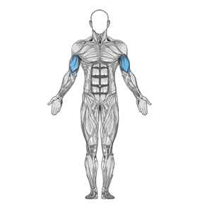 Основная группа мышц упражнения Подъем EZ-штанги на бицепс стоя узким хватом