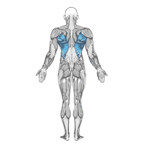 Основная группа мышц упражнения Тяга верхнего блока к груди