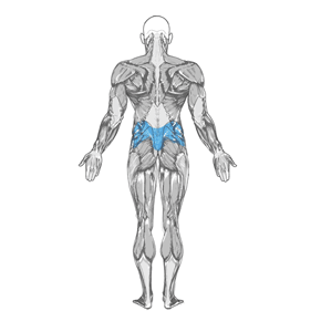 Основная группа мышц упражнения Становая тяга со штангой