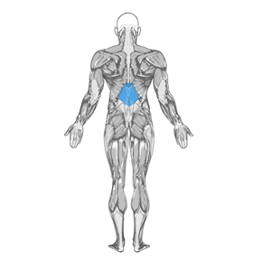 Основная группа мышц упражнения Растяжка мышц спины