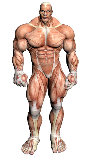 Анатомия и функции мышц